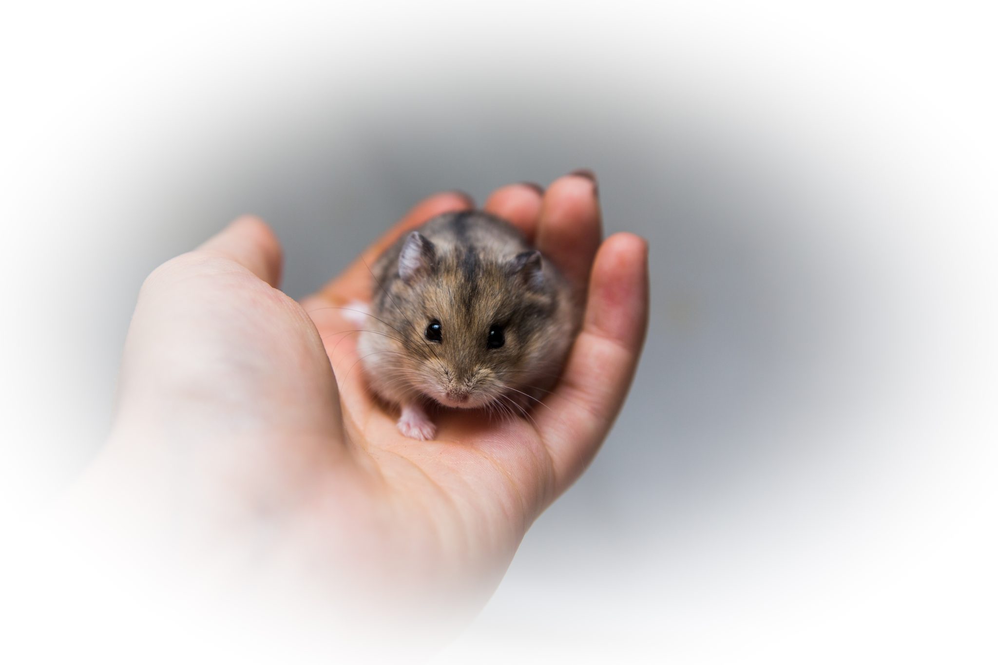 yleistietoa-hamstereista-hamsterit-ry