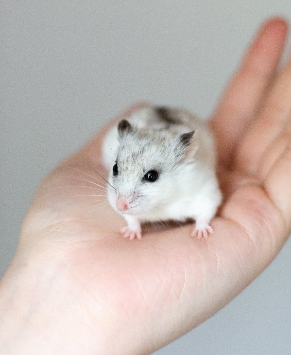 Yleistietoa Hamstereista Hamsterit Ry