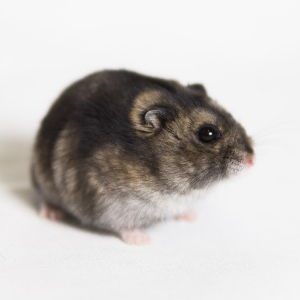 Harkitsetko Hamsteria Hamsterit Ry